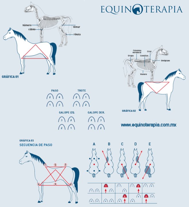 Equinoterapia Biomecánica del Caballo