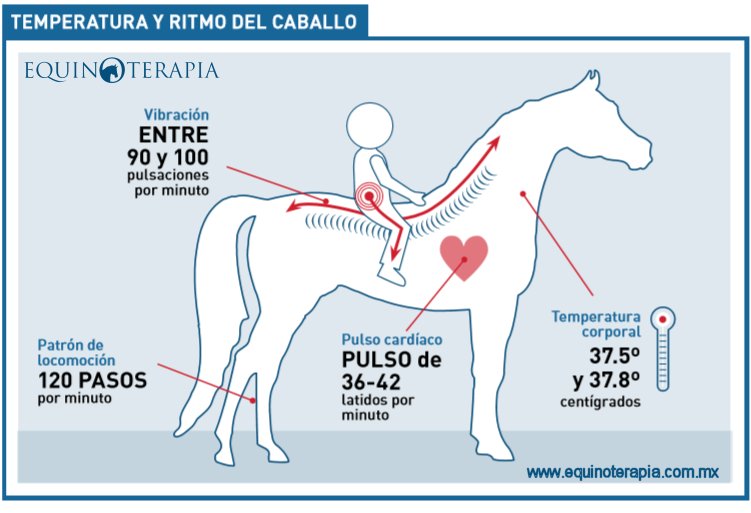 Equinoterapia Temperatura y ritmo del caballo